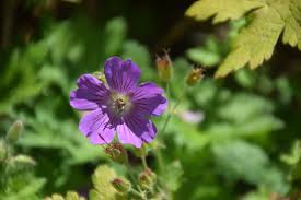Ooievaarsbek - Geranium 'Sirak'