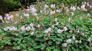 Ooievaarsbek - Geranium cantabriense 'Biokovo'