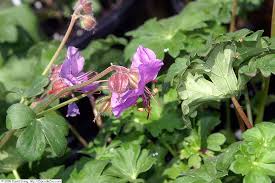 Ooievaarsbek - Geranium cantabriense 'Karmina'