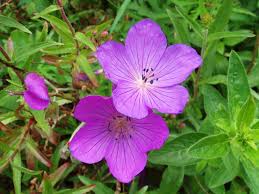 Ooievaarsbek - Geranium clarkei 'Kashmir Purple'