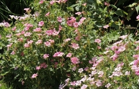 Ooievaarsbek - Geranium endressi 'Wargrave Pink'