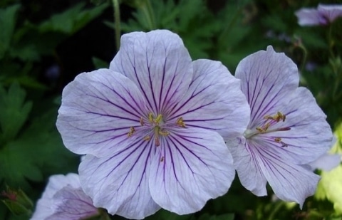 Ooievaarsbek - Geranium himalayense 'Derrick Cook'