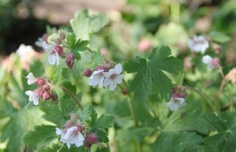 Ooievaarsbek - Geranium macrorrhizum 'Spessart'