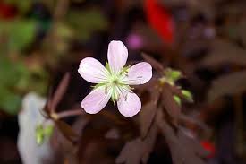 Ooievaarsbek - Geranium maculatum 'Chatto'