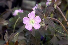 Ooievaarsbek - Geranium maculatum 'Elisabeth Ann' ®