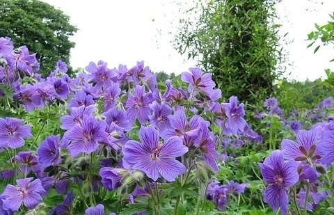 Ooievaarsbek - Geranium magnificum