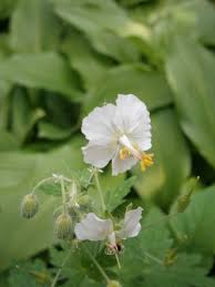 Ooievaarsbek - Geranium phaeum 'Album'