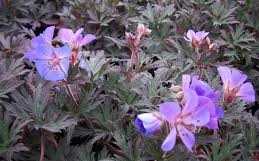 Ooievaarsbek - Geranium pratense 'Midnight Reiter'