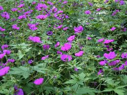 Ooievaarsbek - Geranium psilostemon 'Patricia'