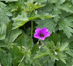 Ooievaarsbek - Geranium psilostemon 'Red Admiral'