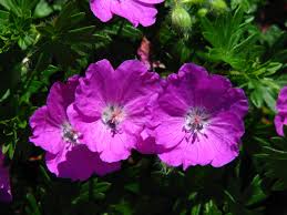 Ooievaarsbek - Geranium sanguineum 'Ankums Pride'