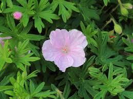 Ooievaarsbek - Geranium sanguineum 'Apfelblüte'