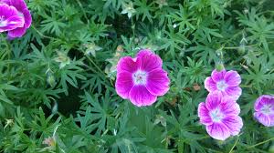 Ooievaarsbek - Geranium sanguineum 'Elke'
