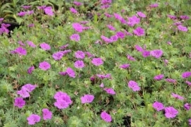 Ooievaarsbek - Geranium sanguineum 'Tiny Monster'