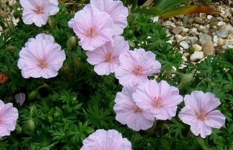 Ooievaarsbek - Geranium sanguineum var. 'Striatum'