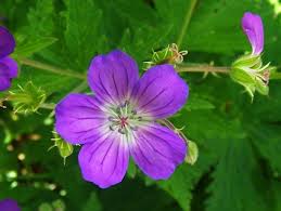 Ooievaarsbek - Geranium sylvaticum 'Mayflower' 