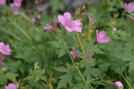 Ooievaarsbek - Geranium oxoninum 'Rose Clair'