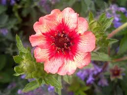 Nagelkruid - Geum 'Bell Bank'