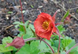 Nagelkruid - Geum 'Flames of Passion'