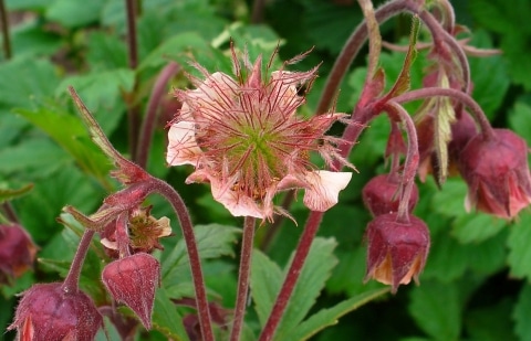 Nagelkruid - Geum rivale 'Leonards Variety'