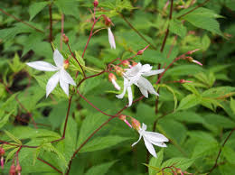 Braakwortelspirea - Gillenia trifoliata