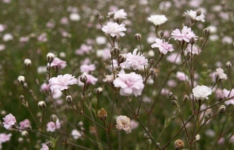 Gipskruid - Gypsophila 'Rosenschleier'