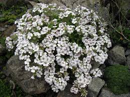 Gipskruid - Gypsophila cerastioides