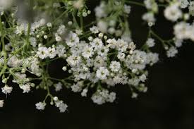 Gipskruid - Gypsophila paniculata 'Festival White'