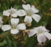 Gipskruid - Gypsophila repens 'Alba'