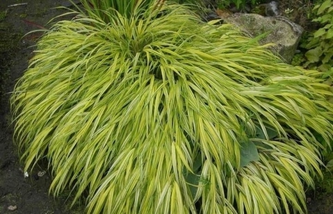 Japans berggras - Hakonechloa macra 'Aureola'
