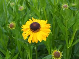 Zonnekruid - Helenium 'El Dorado'