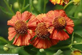 Zonnekruid - Helenium 'Kupfersprudel'