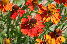 Zonnekruid - Helenium 'Moerheim Beauty'