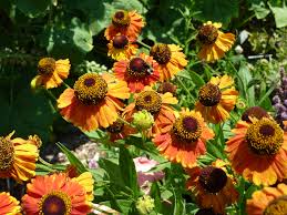 Zonnekruid - Helenium 'Sahins Early Flower'