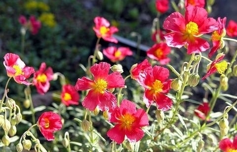 Zonneroosje - Helianthemum 'Ben Hope'