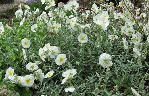 Zonneroosje - Helianthemum 'The Bride'