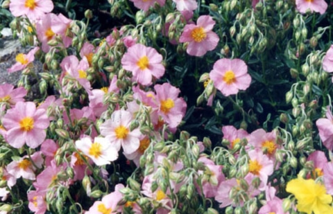 Zonneroosje - Helianthemum 'Whisley Pink'