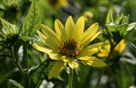 Vaste zonnebloem - Helianthus 'Lemon Queen'