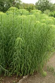 Vaste zonnebloem - Helianthus salicifolius