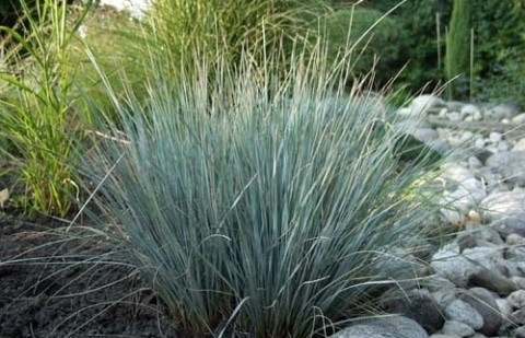 Blauw straalhaver - Helictotrichon sempervirens