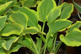 Hartlelie - Hosta 'Golden Tiara'