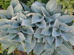 Hartlelie - Hosta 'Halcyon'