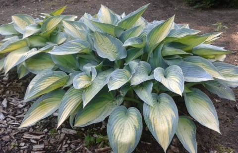 Hartlelie - Hosta 'June'