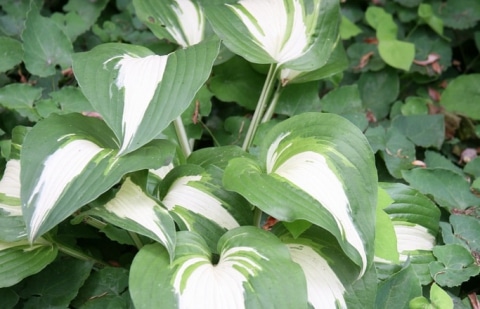 Hartlelie - Hosta 'Night Before Christmas'