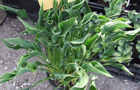 Hartlelie - Hosta 'Praying Hands'