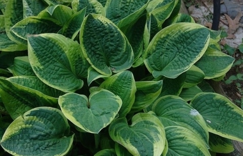 Hartlelie - Hosta 'Wide Brim'