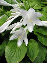 Hartlelie - Hosta plant. var. 'Grandiflora'