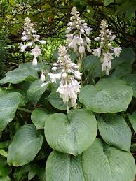 Hartlelie - Hosta sieboldiana 'Elegans'