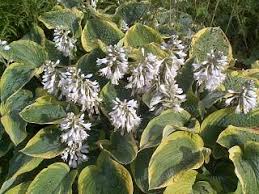 Hartlelie - Hosta 'Frances Williams'