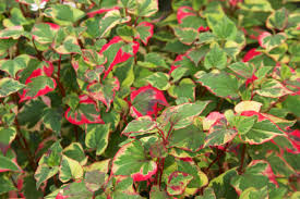 Moerasanemoon - Houttuynia cordata 'Chameleon'